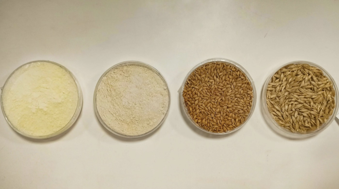 Durum Wheat
